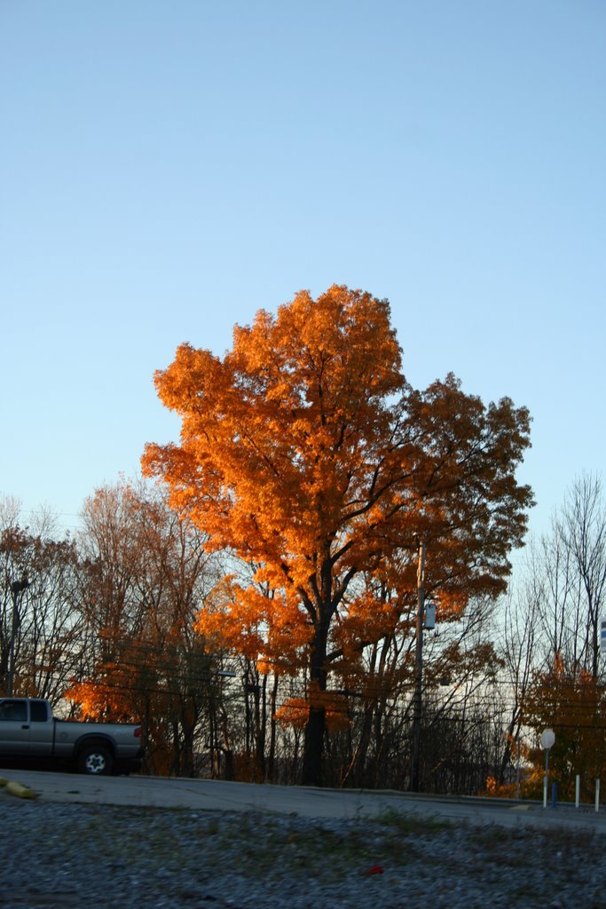 tree, Саутмонт