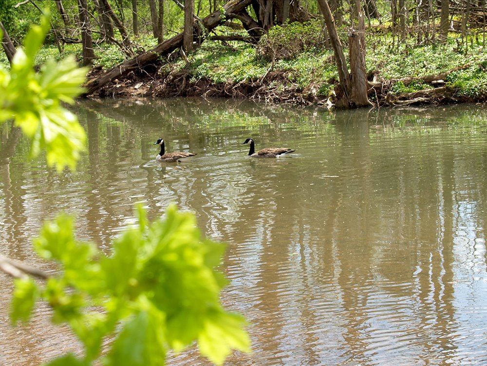 Canada Geese Pair in Spring, Lenape Park, Perkasie, Pennsylvania - USA, Селлерсвилл