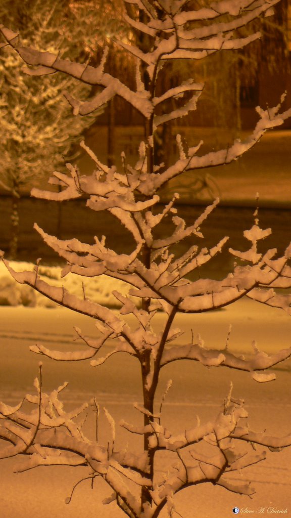 Midnight Snow - Snow coverd trees - Lock Haven, PA, Флемингтон