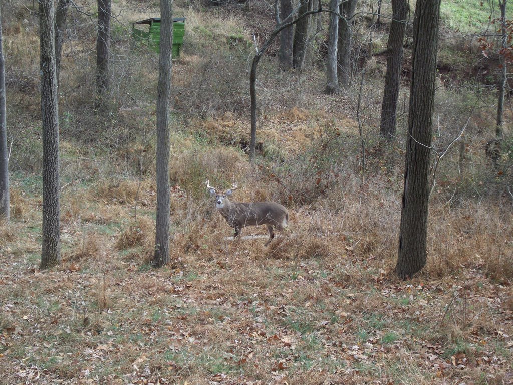 12 Point White Tail Deer Buck, Швенксвилл