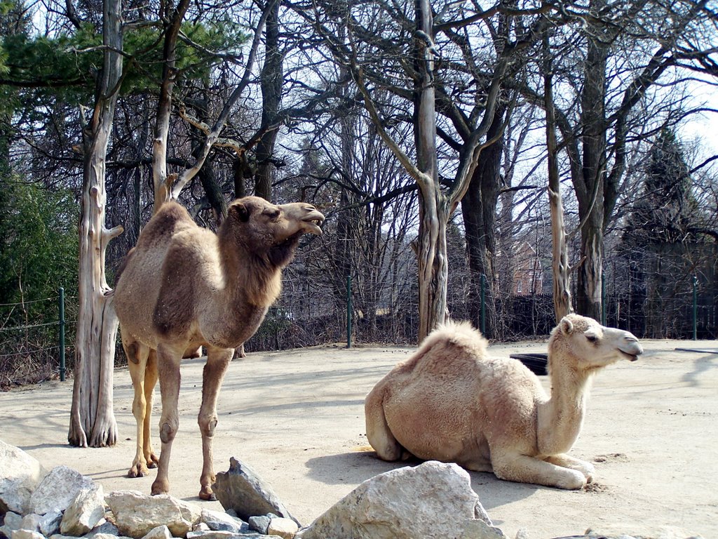 Camels, Кранстон