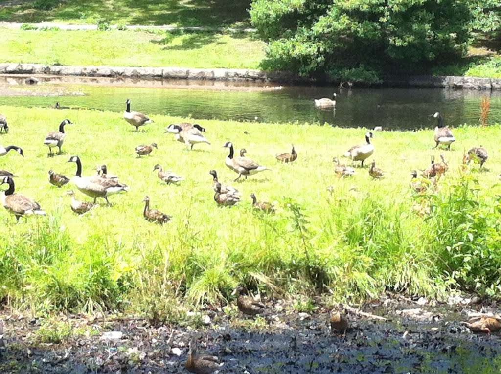 Geese at RWP, Кранстон