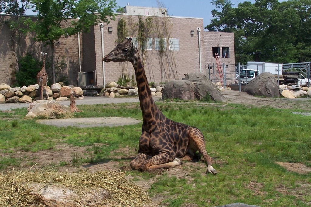 Baby giraffe Roger williams Zoo, Кранстон