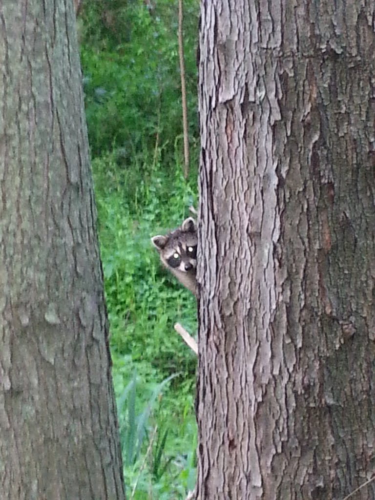 Little Raccoon 4 (peek-a-boo), Кранстон