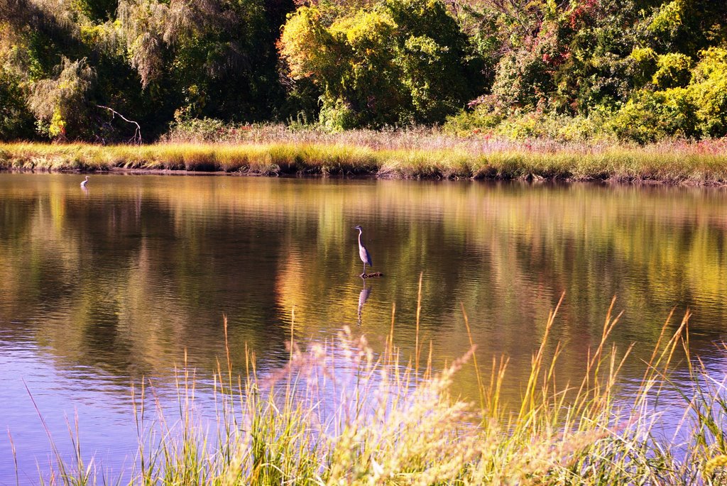 Great Blue Heron, Паутакет