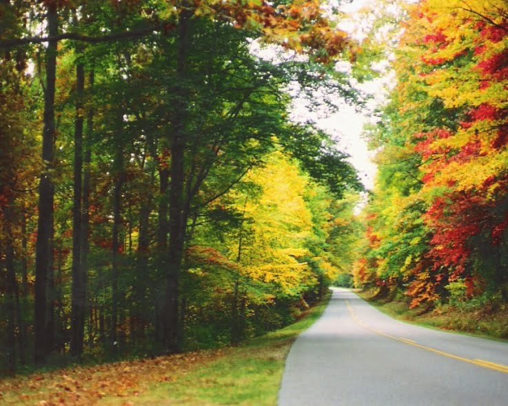 Autumn along the Blue Ridge Parkway, Билтмор-Форест