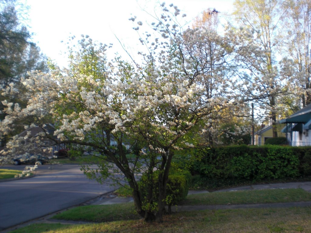 White Blooms (554), Горман