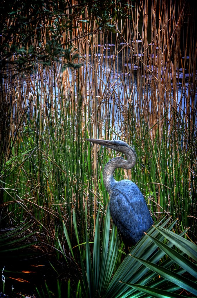 Heron in the Wetlands, Джексонвилл