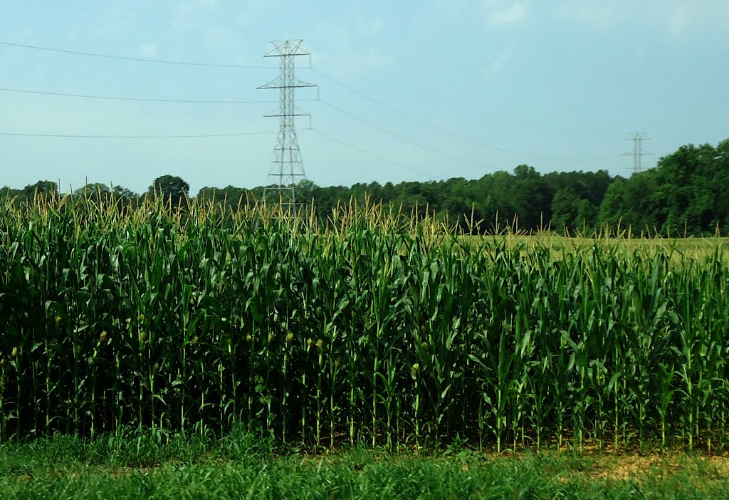 Growing Cornfields, Индиан-Трейл