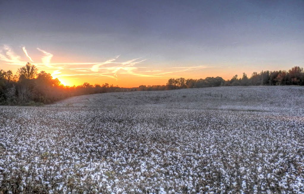 Field of Cotton in Cleveland County, Кливленд