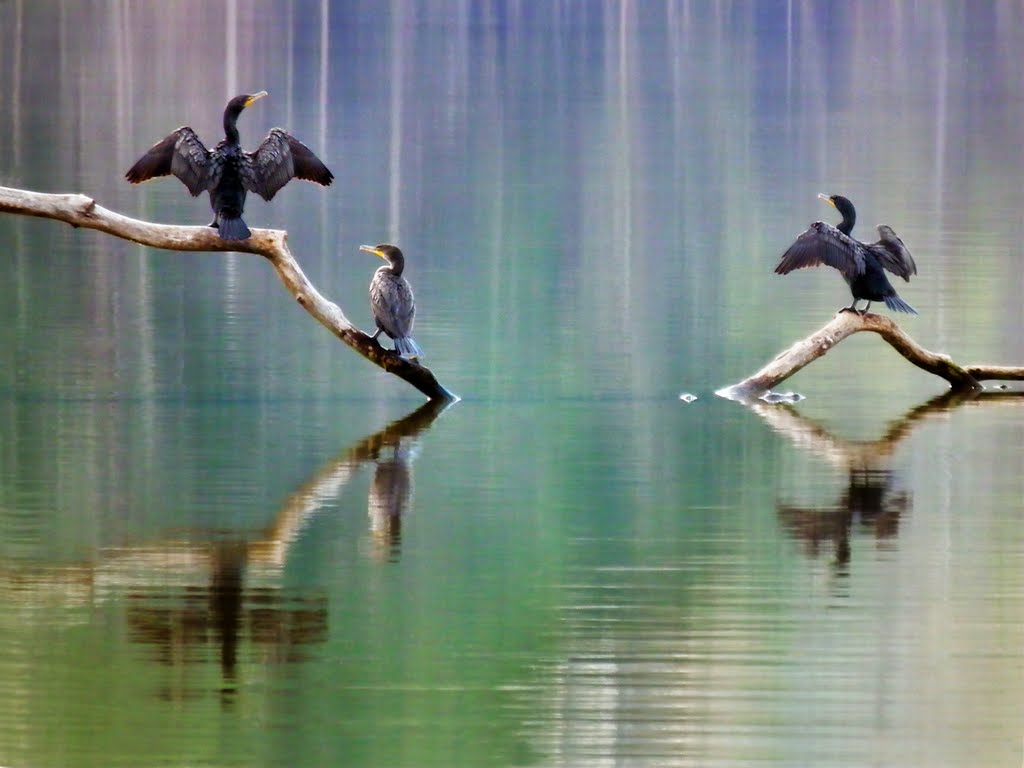 Double-Crested Cormorants, Кулими