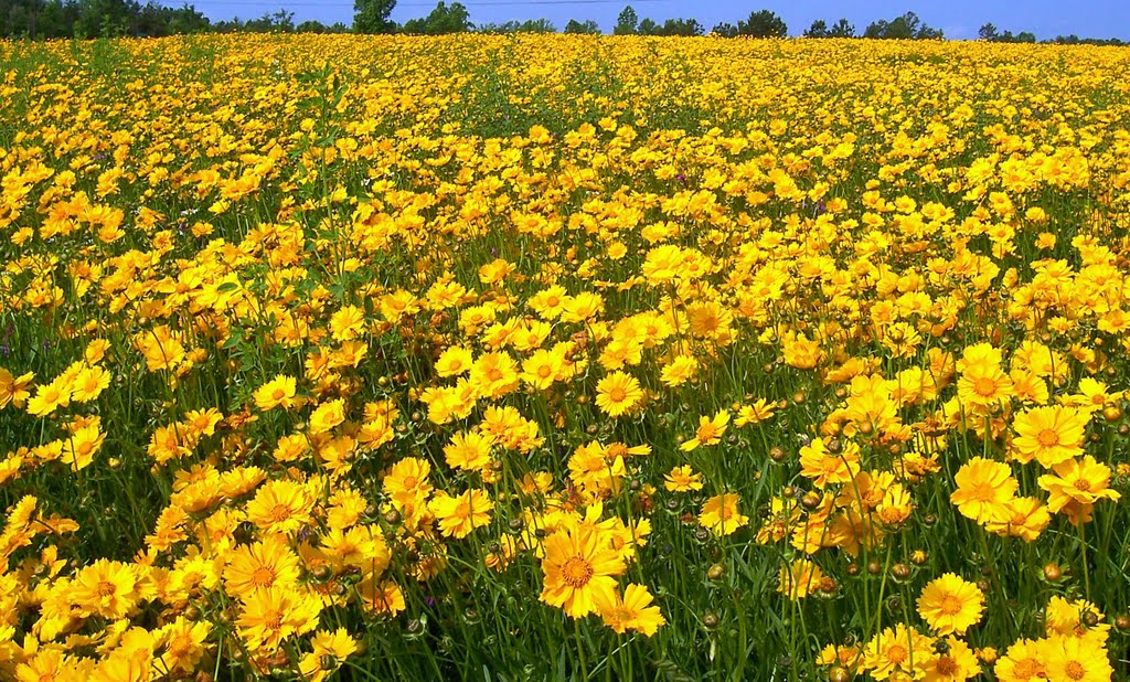 Carolina Field of Wildflowers, Кулими