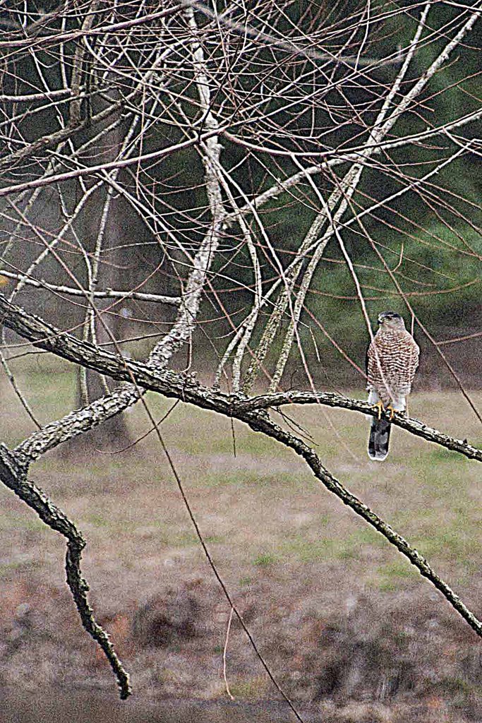 Hawk in a tree outside my window, Минт-Хилл