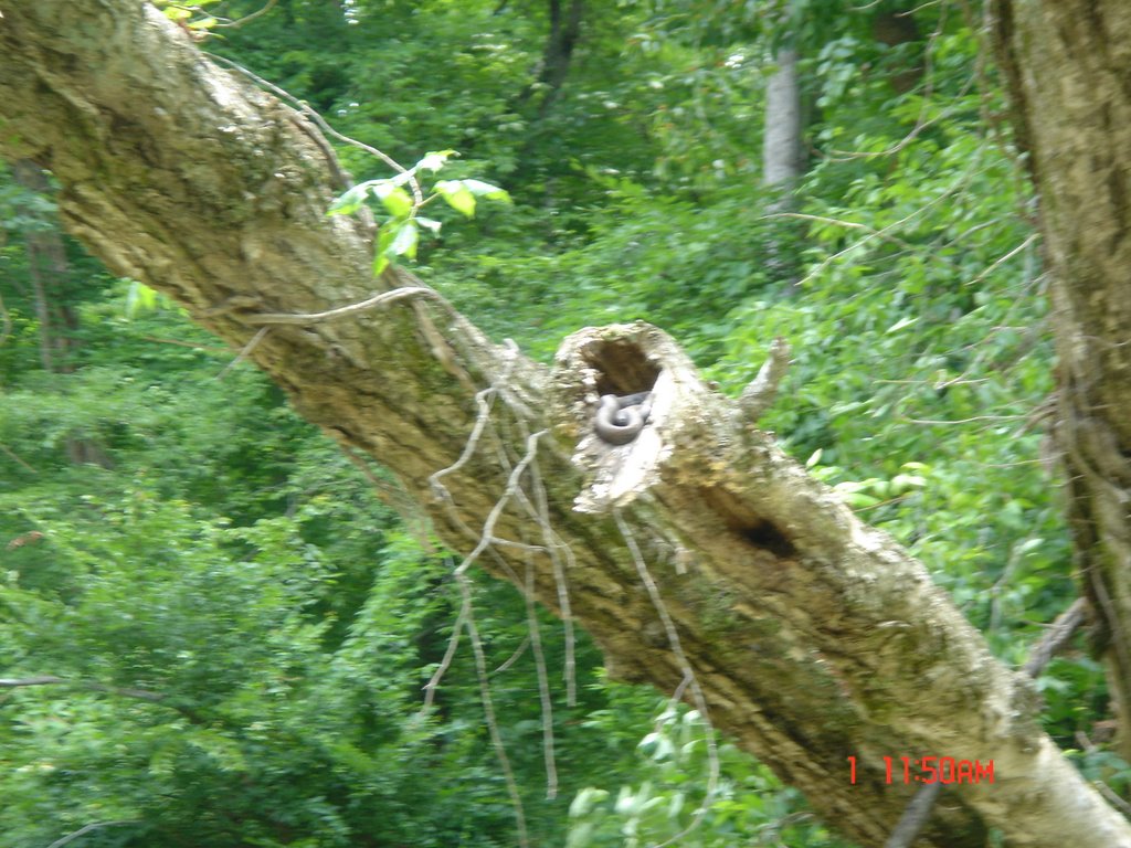 Snake in the Tree Sunning - July 2007, Моргантон