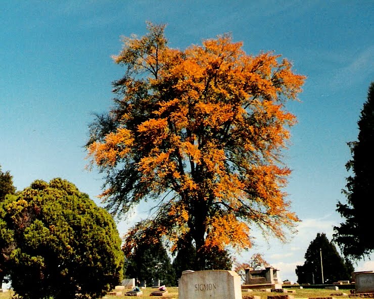 Graveyard Sentinal, Ньютон
