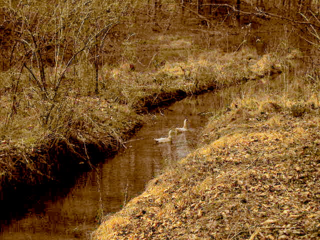 Ducks Entering one of the feeder creeks---st, Пинеблуфф
