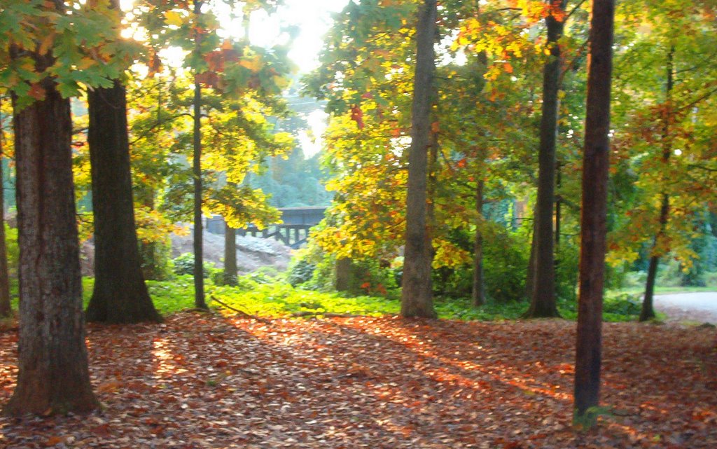 Fall in Goldston Parks woods!, Хай-Пойнт