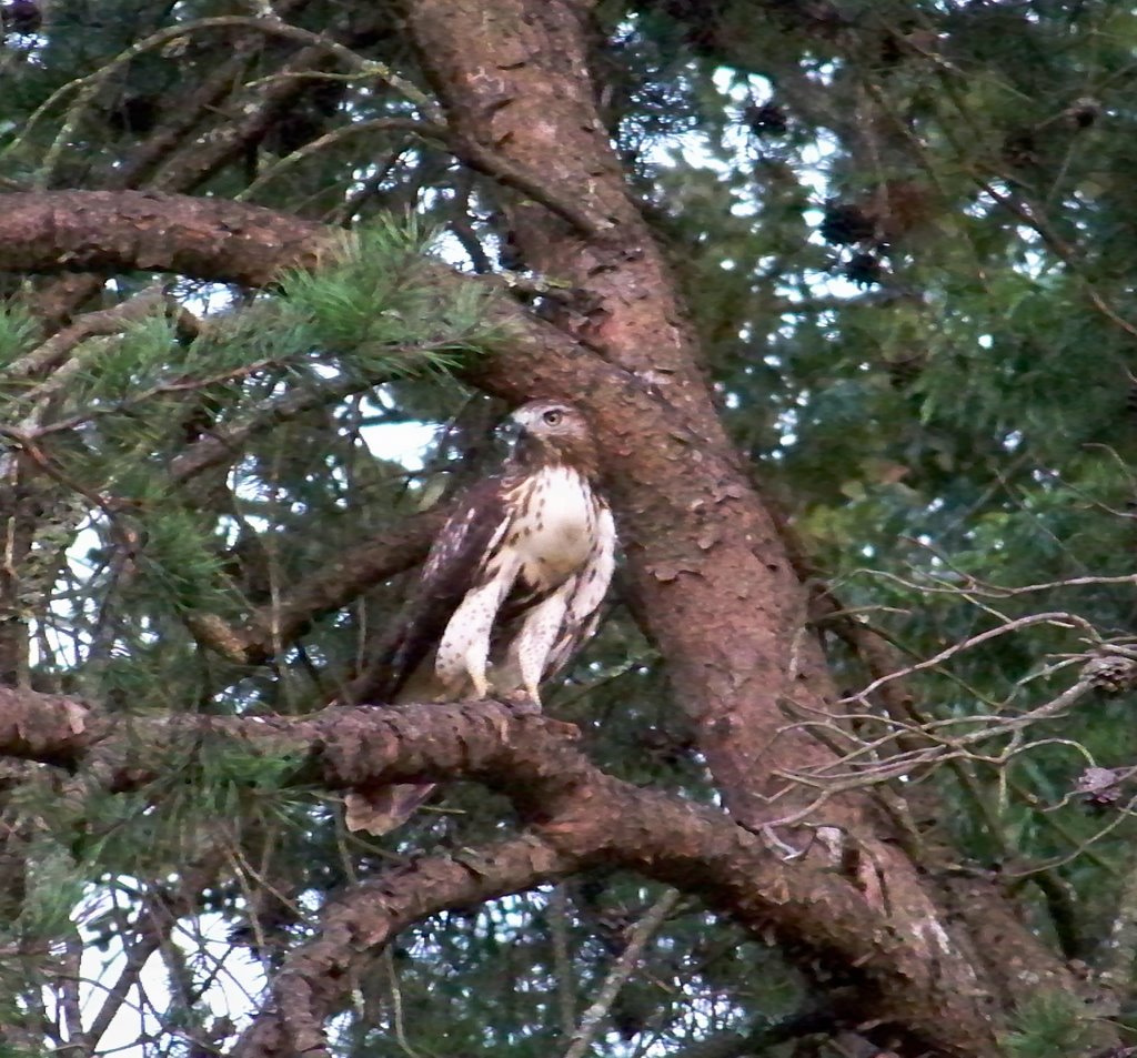 Another Frequent Visitor - Adult Red Tail Hawk, Хантерсвилл