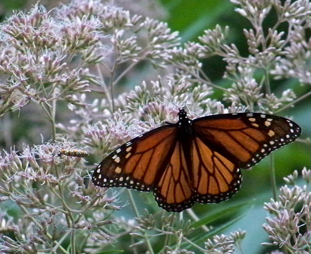 Monarch: Danaus plexippus, Хантерсвилл