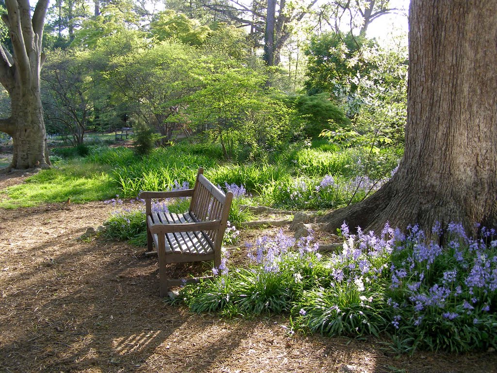 Spring at Coker Arboretum, Чапел-Хилл