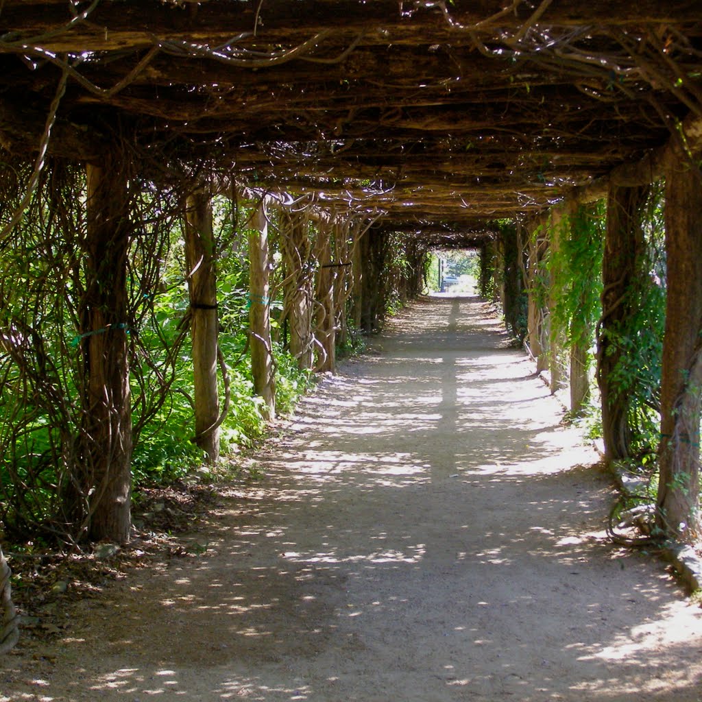 Wisteria Alley, Чапел-Хилл