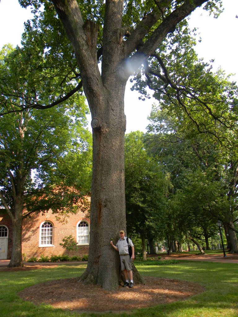 Post Oak Tree, UNC Campus, Chapel Hill NC, Чапел-Хилл