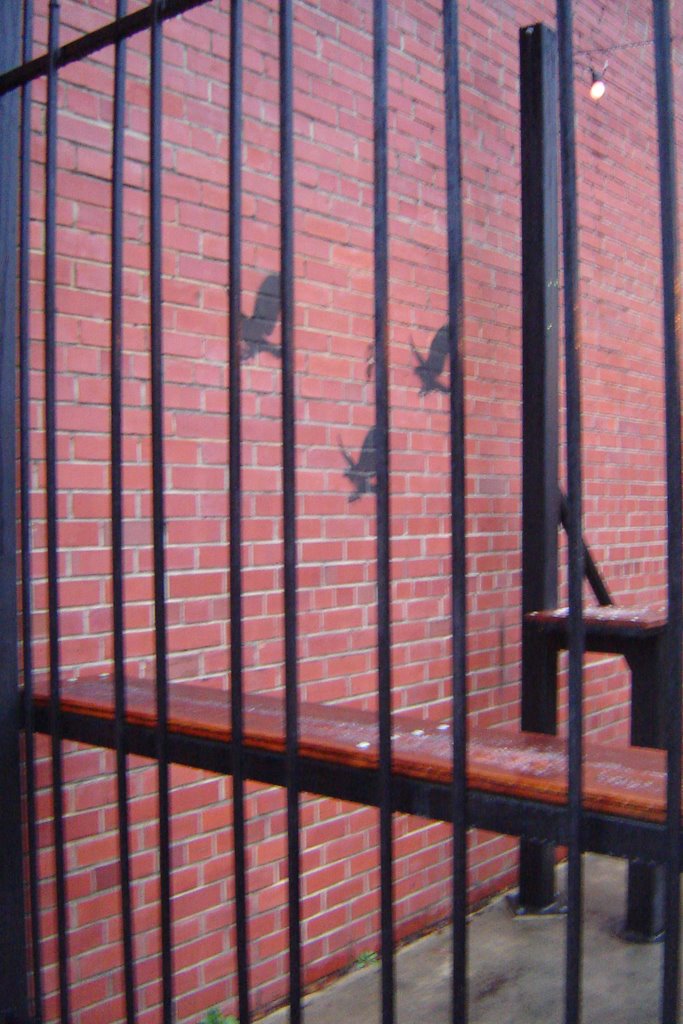 Caged Birds, Чапел-Хилл