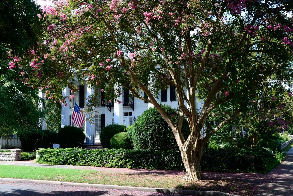 Old House with Crape Myrtle, Эдентон