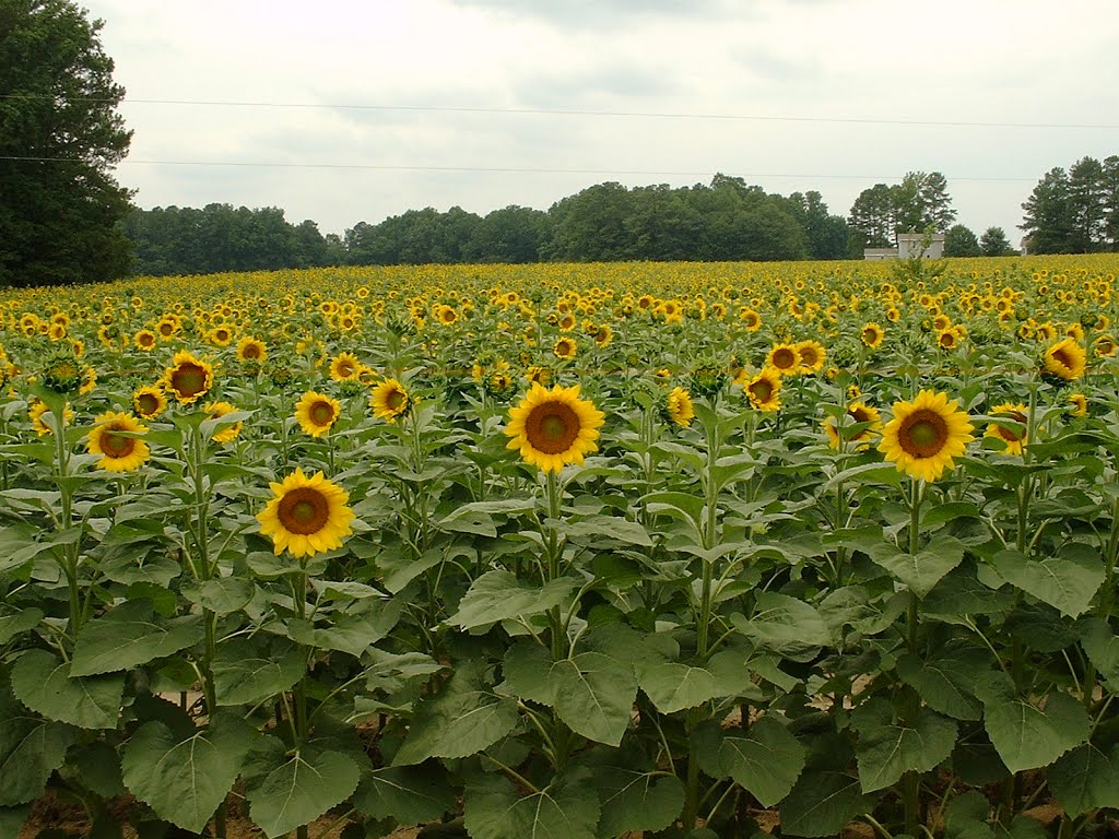 Sunflower Land, Эллерб