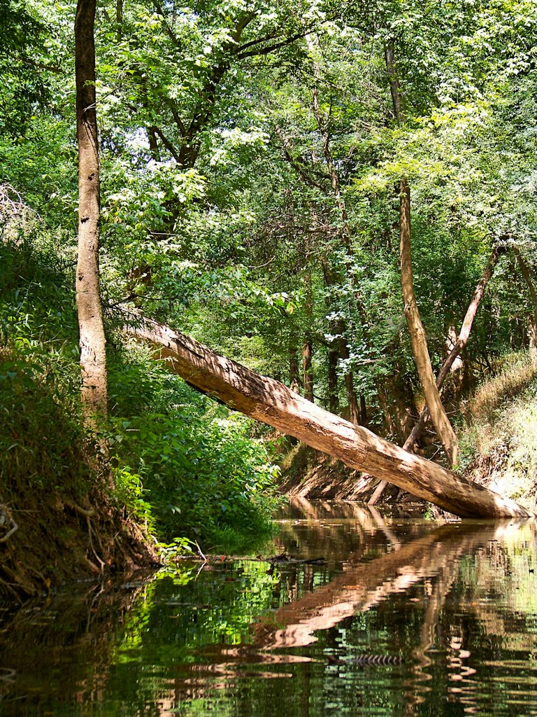 Fallen tree across Pocket Creek (tributary to the Deep River), Эллерб