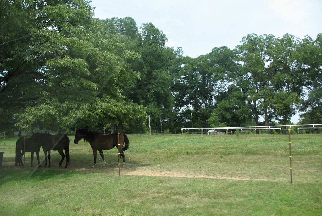 Western Kentucky horses, Глисон