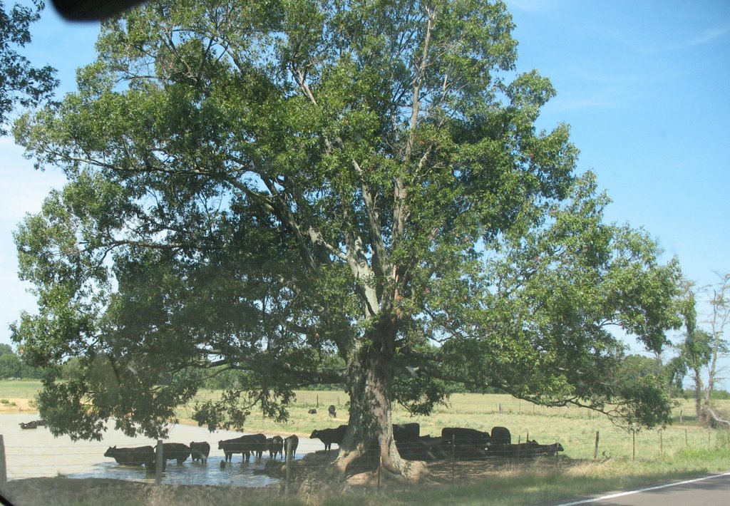 Cattle under the tree, Гринфилд