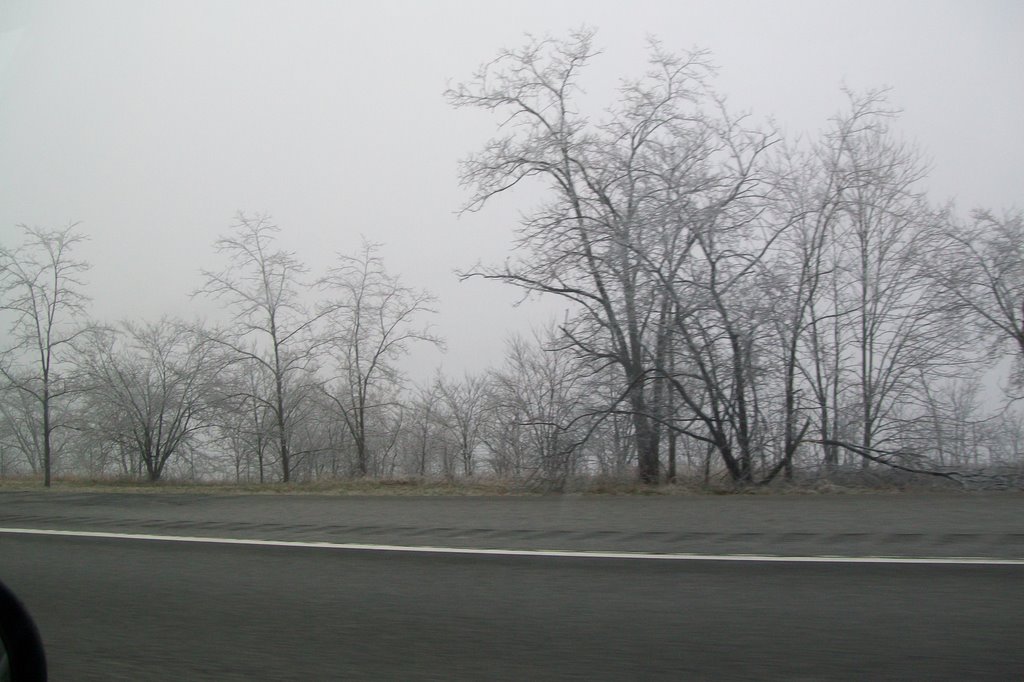 Ice Trees, Джеллико