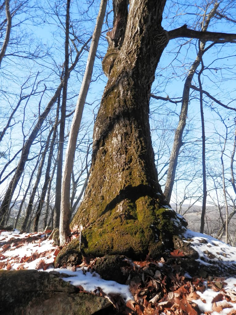 Rocky Cut tree, Кросс Плаинс