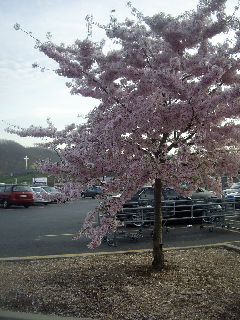 pretty pink tree, Кросс Плаинс