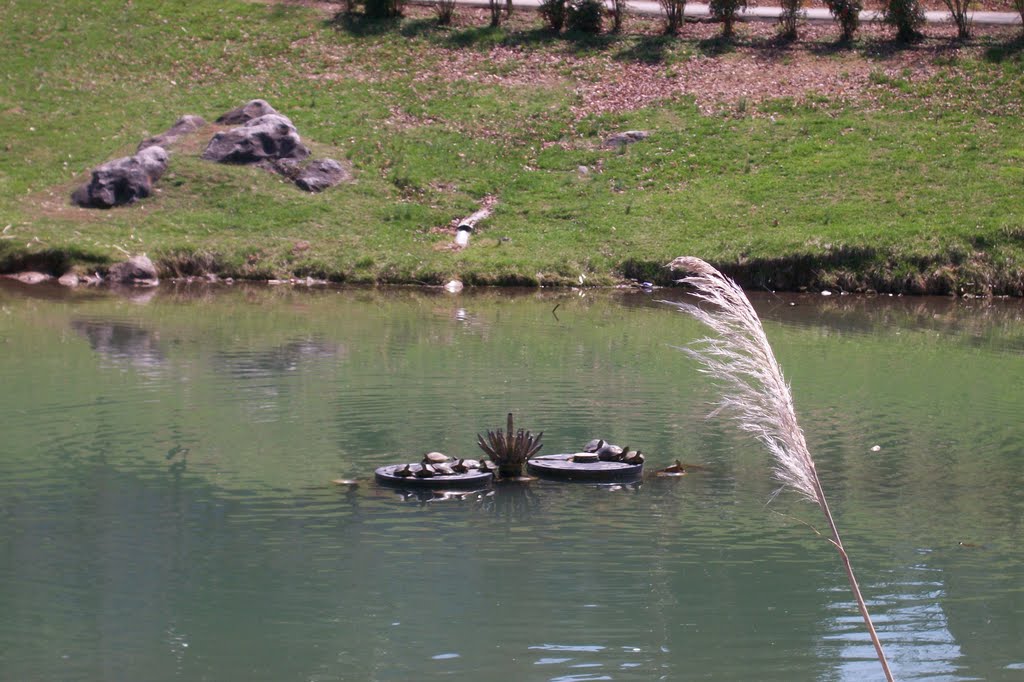 turtles in pond, Маривилл