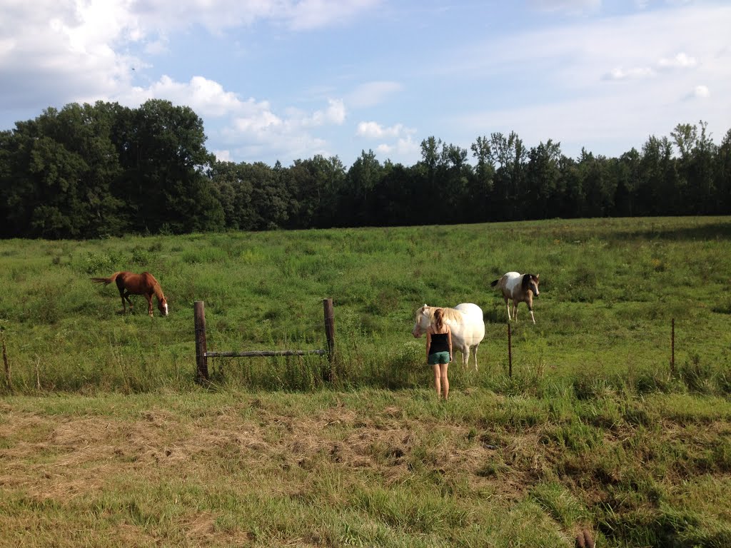 Horses in field, Моррисон