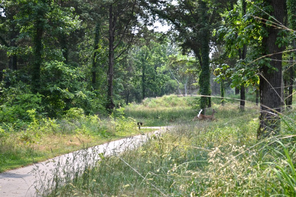 Old Fort Trail and deer, Рутерфорд