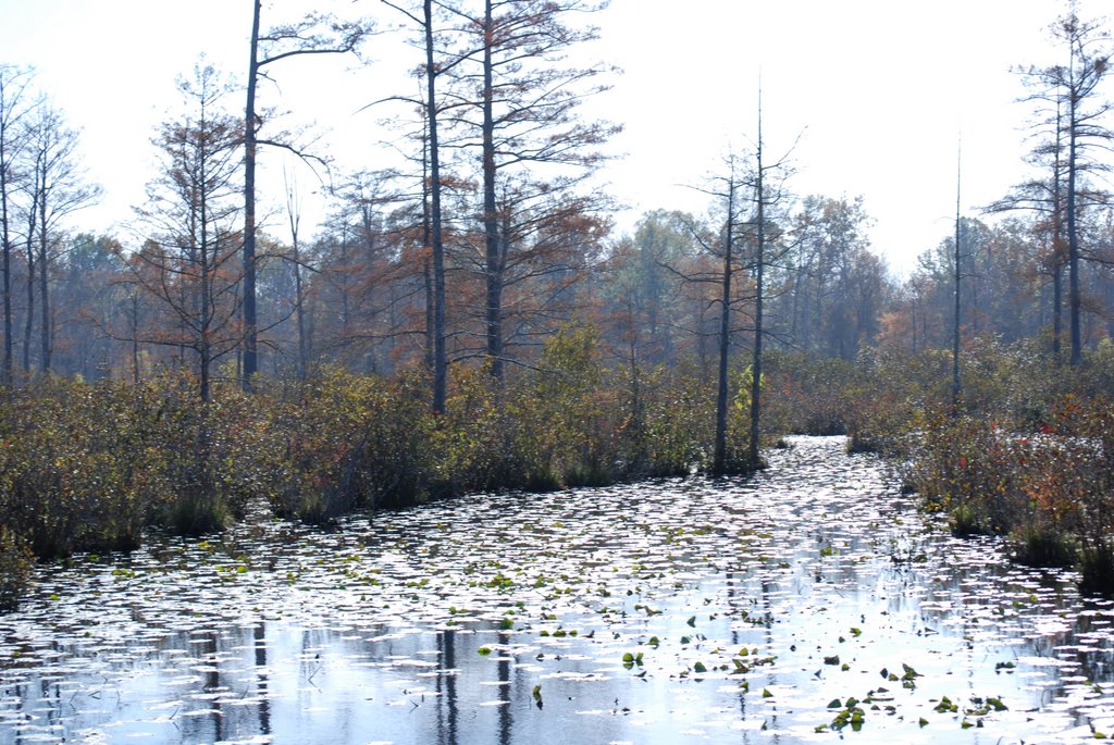 Clover Creek Swamps Near Teague Rd, Тун