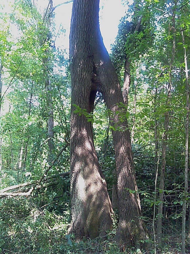 Odd looking Sweetgum Tree, Шарон