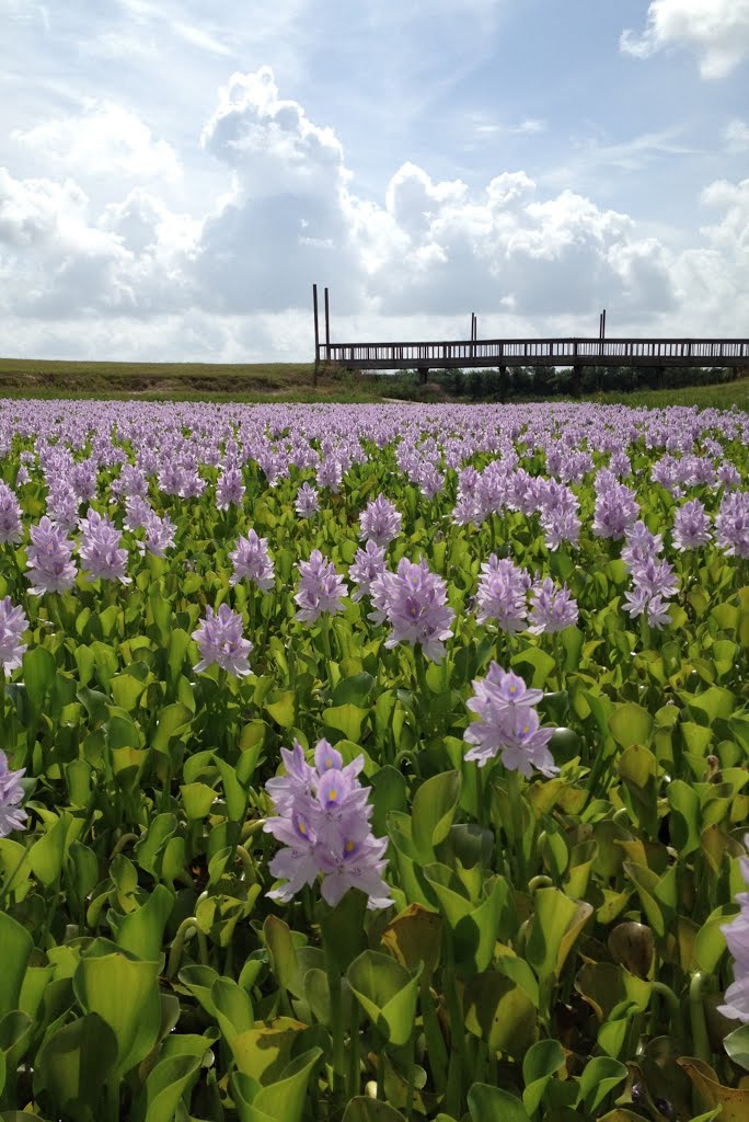 water hyacinths, Алдайн