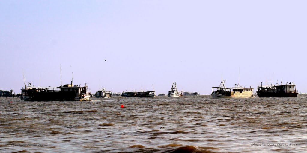 Many Oyster Luggers Dredging for Oysters to Transplant, Алпин