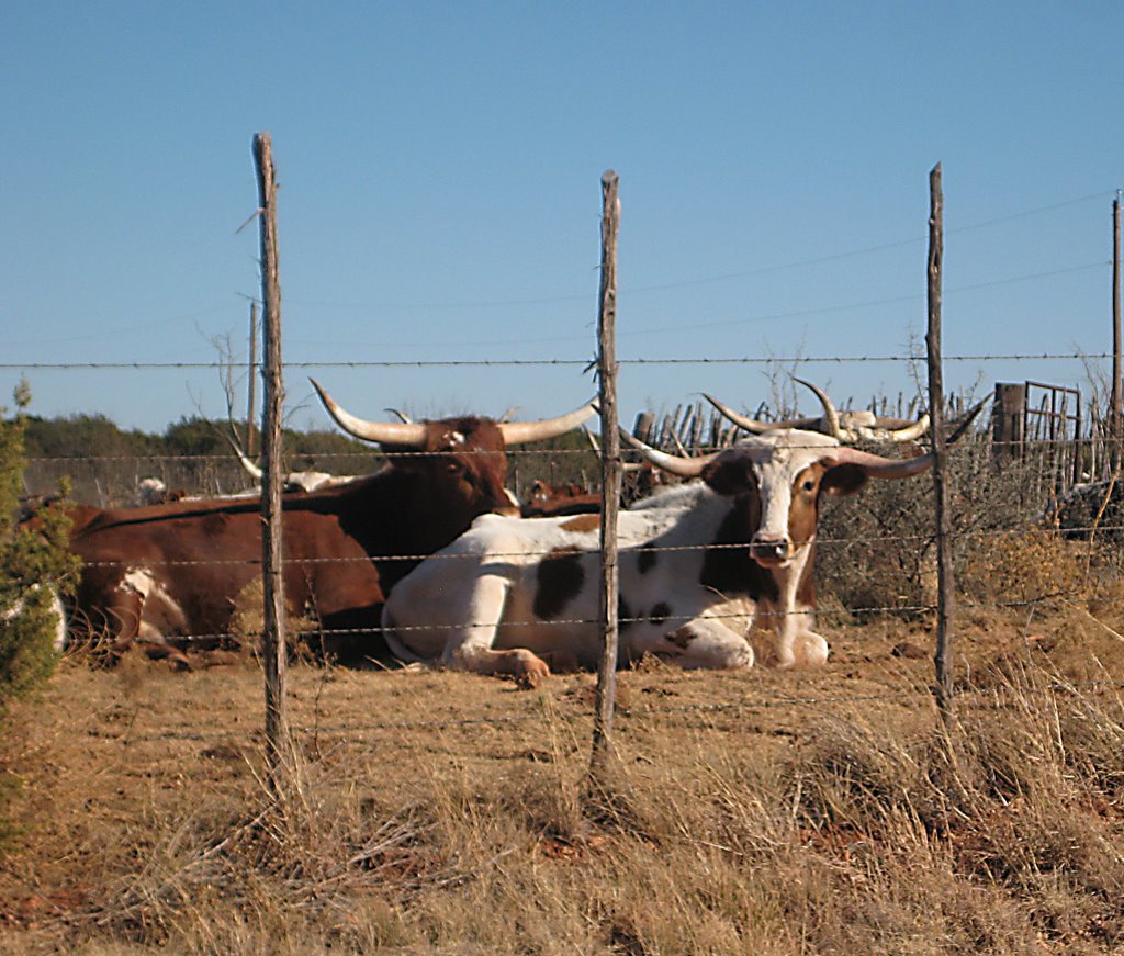 Texas LongHorns resting, Аспермонт