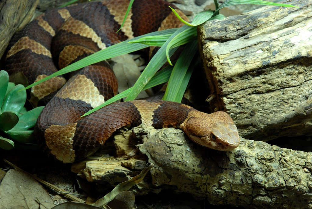 Snake House @ Gladys Porter Zoo, Браунсвилл