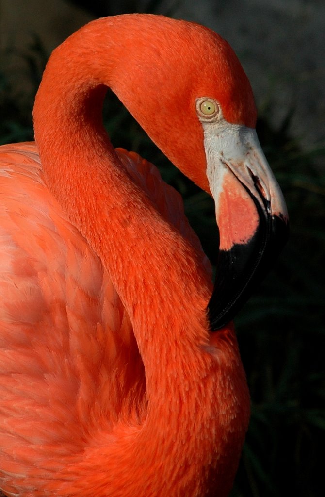 Flamingo @ Gladys Porter Zoo, Браунсвилл