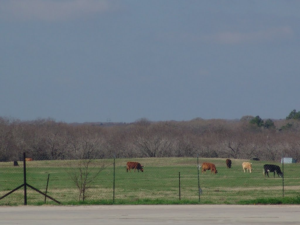 Texas Cows.  San Antonio, TX, USA, Кирби