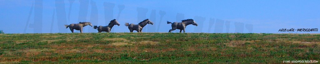 MacKenzie Park Horses, Лаббок
