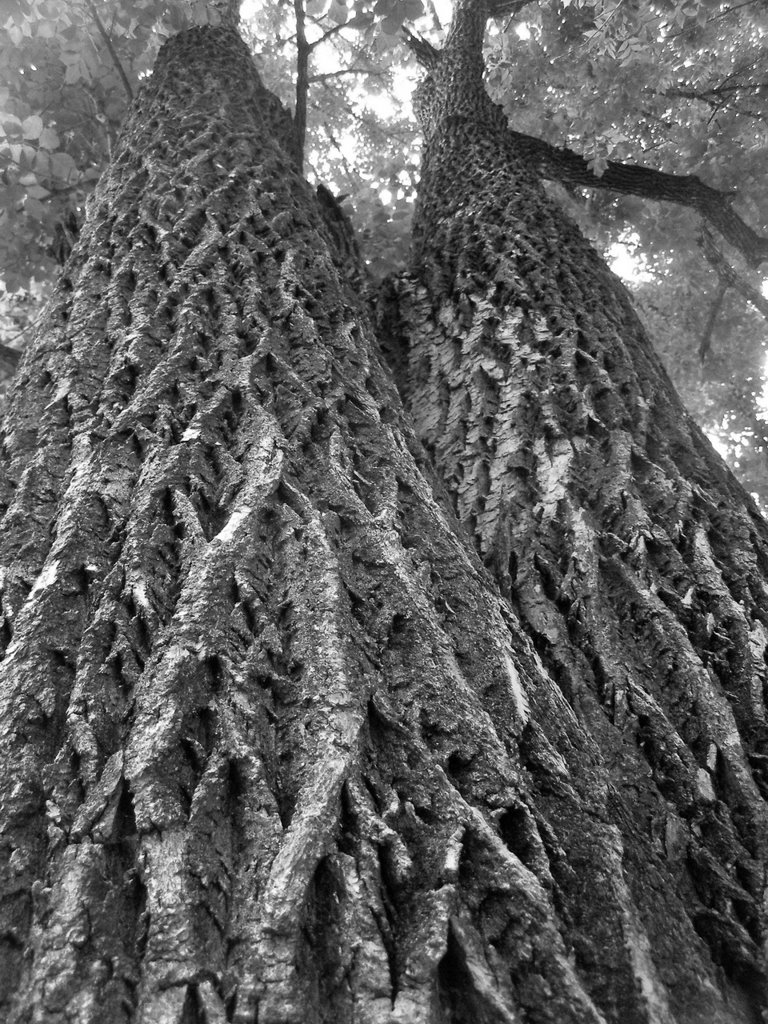 Large Tree in the Park next to Guthrie Creek in Longview, tx, Лонгвью