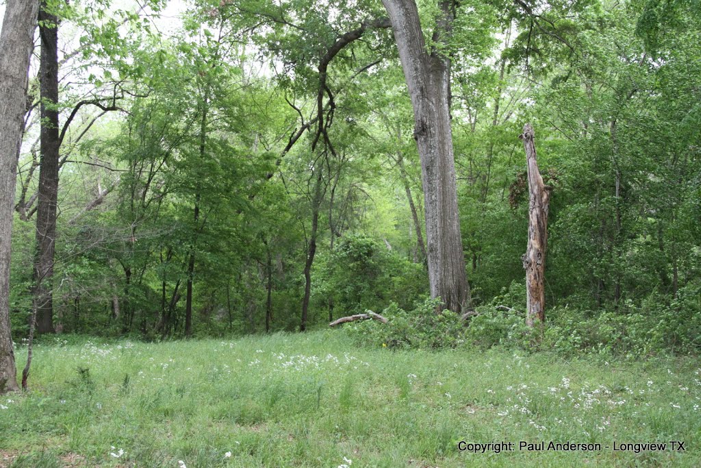 Woods along Paul Borman Trail in Longview TX, Лонгвью
