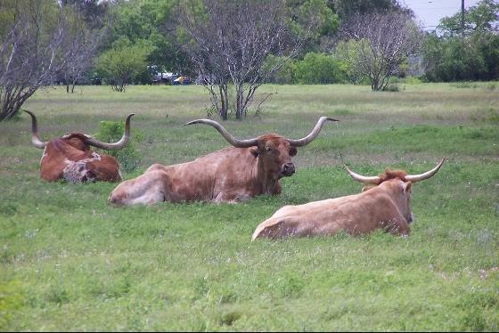 Texas Longhorn Cattle, King Ranch, Texas, Одем